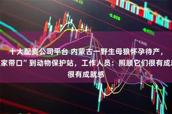 十大配资公司平台 内蒙古一野生母狼怀孕待产，“拖家带口”到动物保护站，工作人员：照顾它们很有成就感